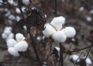 cottonmarketnews_cotton1_001_640x457