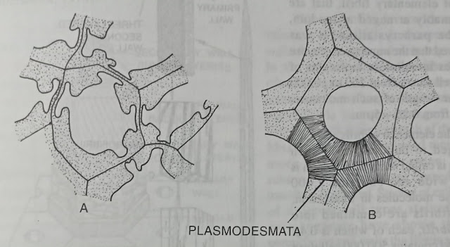 GROSS STRUCTURE OF THE CELL WALL-DIGIEDUCO