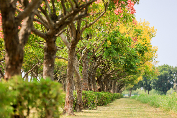 嘉義高鐵站台灣欒樹隧道欣賞黃綠紅美景，愜意散步秋意上心頭