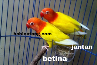  lovebird memang burung yang sangat diminati banyak orang 13 Perbedaan Lovebird Jantan dan Betina Paling Akurat Dilengkapi Gambarnya