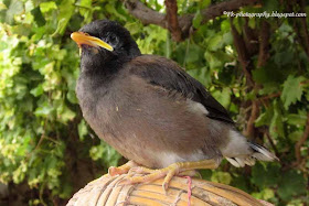 Baby Indian Myna Bird