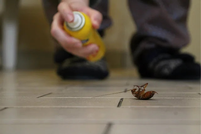 get-an-effective-cockroach-spray