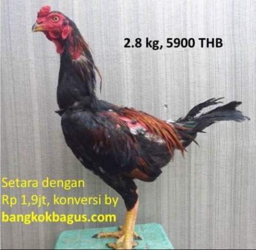 Berapa harga ayam  burma asli  di thailand ayamburma com 