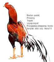 cock picture as ideal gamecock rooster