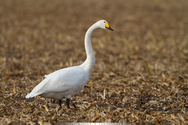 Grote Zwaan - Whooper Swan - Cygnus cygnus