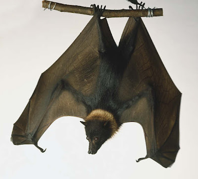 gran zorro volador Pteropus vampyrus