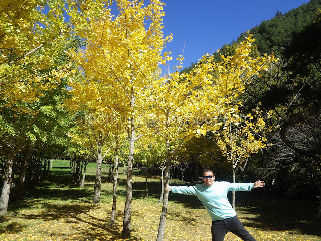 Wuling Farm maple autumn foliage