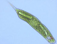 La euglena verde. Protistas fotosintéticos que tiñen las aguas dulces de verde