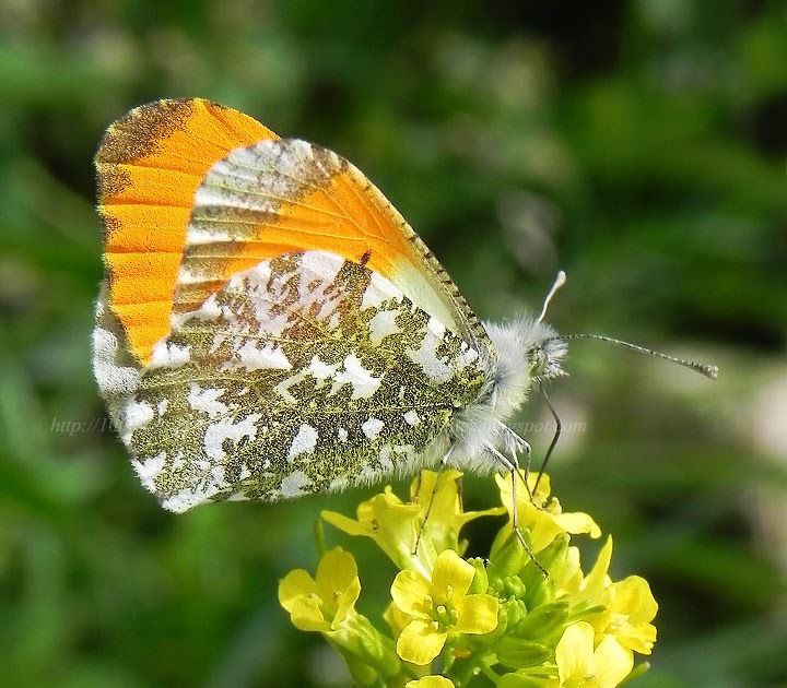 laurore ce papillon magique