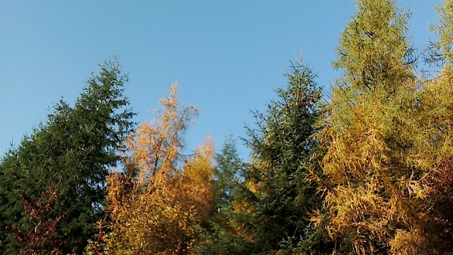 All the Leaves are Brown in Hamsterley Forest