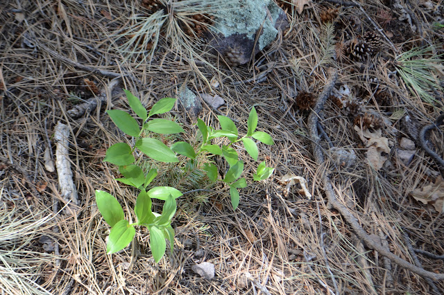 green leaves in the forest duff