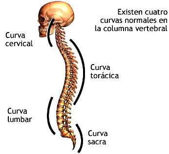 Ilustración de la columna vertebral del cuerpo humano señalando sus curvas