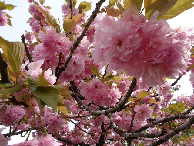 八重桜が満開