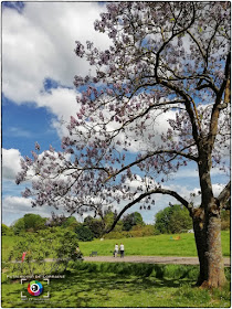 VILLERS-LES-NANCY (54) - Un dimanche de mai au Jardin botanique J.M Pelt