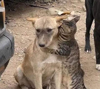 Gato abraza a su amigo perro tras ser rescatados de los escombros en Turquía