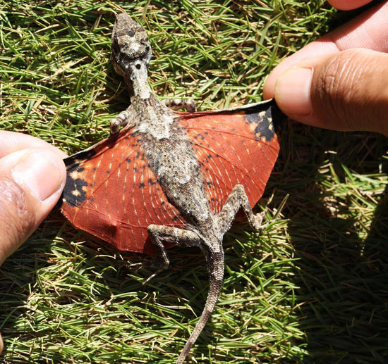 flying tiny dragon lizard avatar photo