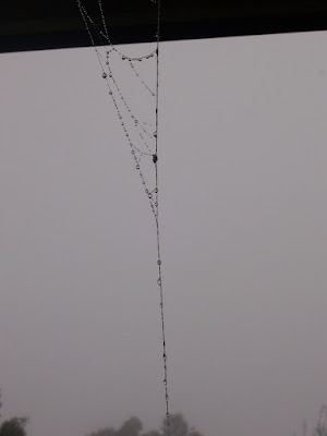 spider web with water droplets