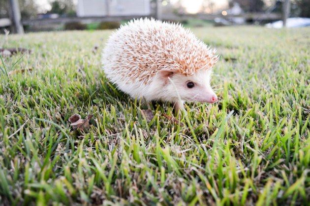 how to care for a hedgehog, hedgehog care basics