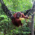 Antisipasi Penularan COVID-19, Pusat Rehabilitasi Orangutan BOSF Ditutup