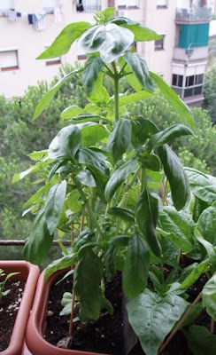 albahaca