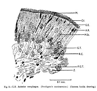 esofago anterior de terebella lapidaria