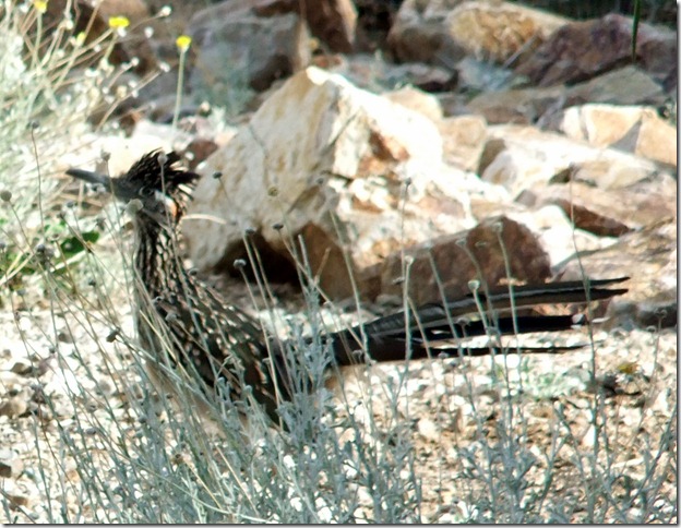 RoadrunnerA 9-22-2012 8-32-38 AM 1555x1204