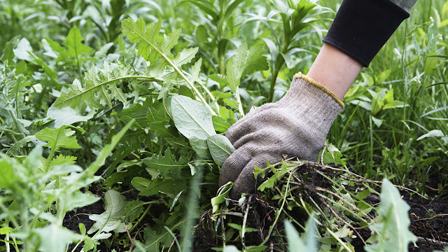 herbicidas ecológicos