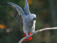 African Gray Birds