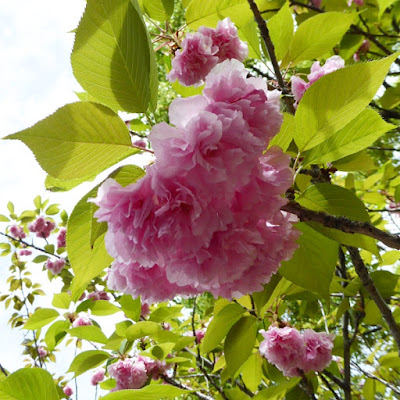 深北緑地　4月下旬の桜
