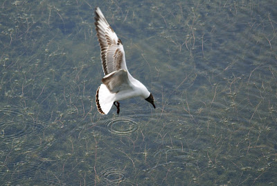 Kob - Kokmeeuw - Chroicocephalus ridibundus