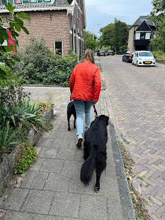 Doreen (op rug) loopt over de stoep met links Esmee in tuig en rechtsachter Wilka