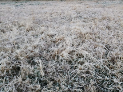 "The overnight dew on the grass in the fields have frosted over."