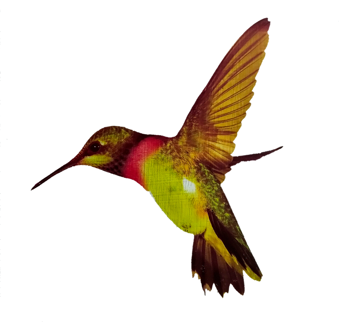 Bird png images