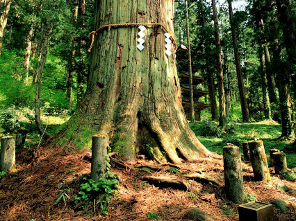 17 Bentuk Pohon Terunik di Negara Lain Foto  Penampakan 