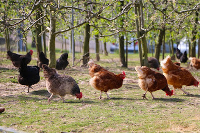 Cara agar AYAM tidak masuk teras RUMAH