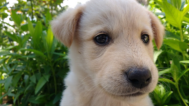 puppy