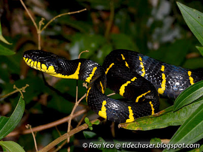 Gold-ringed Cat Snake (Boiga dendrophila)