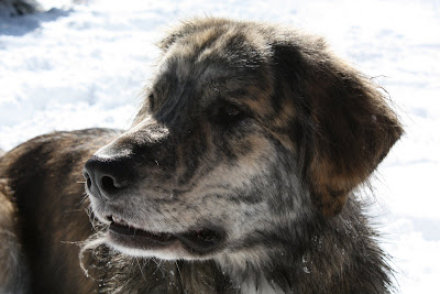 Marley a brindle golden mix lays in the snow and looks off to the side