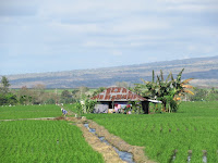 flores indonesia