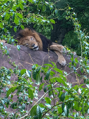 Mother's Day at the Birmingham, Alabama zoo. Lion