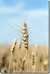 Growth Green Agriculture