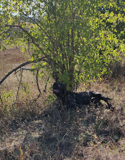 Bekci hiding from the heat