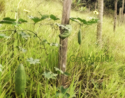 pé de Bucha-vegetal (Luffa aegyptiaca) em cerca