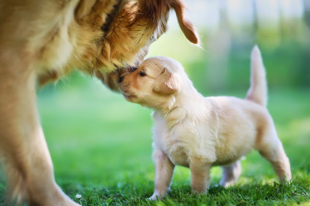 Golden retriever puppy nose to nose with its mother