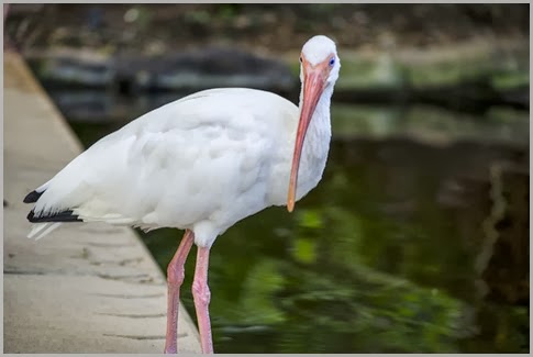 I've been spotted Ibis