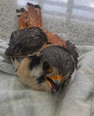 Falcão Americano e Tucano são resgatados pela GCM em Botucatu