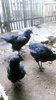 Ayam Cemani For Sell