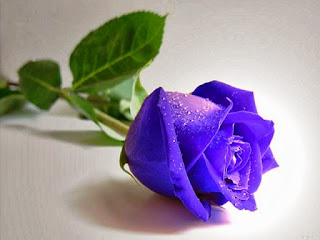 Gambar Bunga Mawar Biru Paling Cantik_Blue Roses Flower 200011