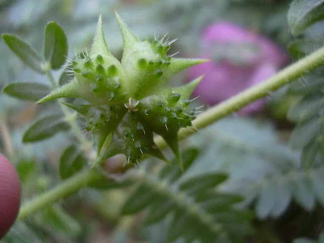 What is gokharu (Tribulus terrestris)? Use side effects dose 