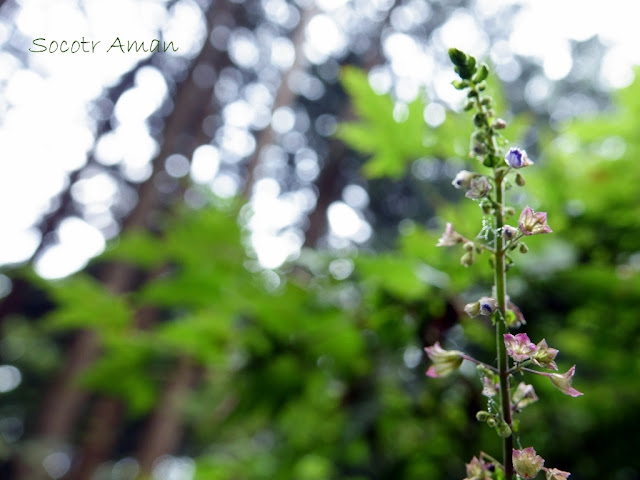 Plectranthus kameba